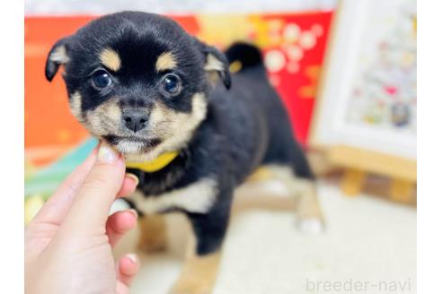 販売中の岐阜県のミックス犬-372771の5枚目