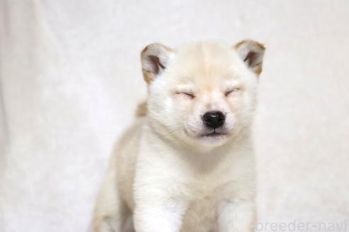 販売中の滋賀県の柴犬-372789の3枚目