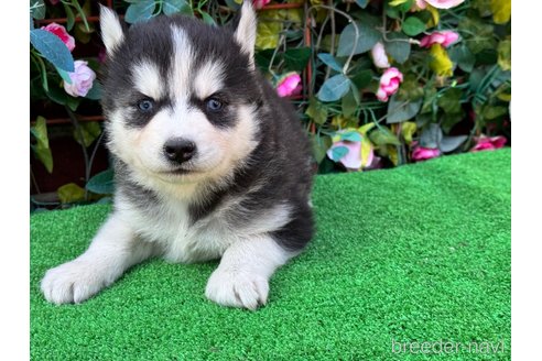 販売中の茨城県のシベリアンハスキー-371026の2枚目