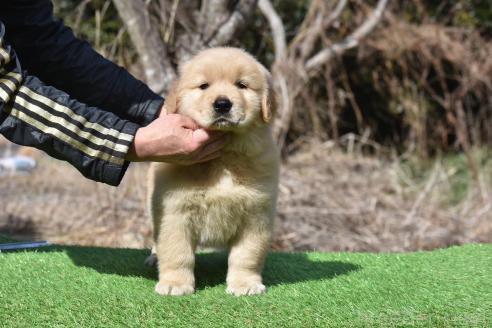 販売中の三重県のゴールデンレトリーバー-372924の4枚目