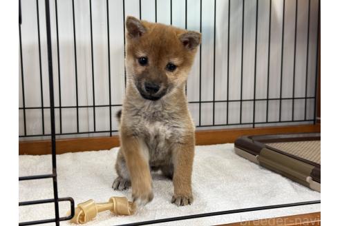 販売中の岡山県の柴犬-368892の4枚目