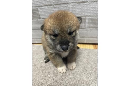 販売中の茨城県の柴犬-373115の4枚目