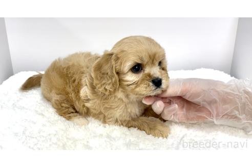 販売中の茨城県のミックス犬-373445の5枚目