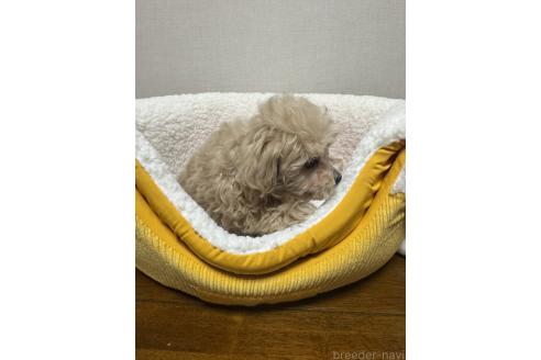 販売中の広島県のミックス犬-372123の3枚目