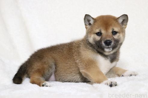 販売中の滋賀県の柴犬-373546の6枚目