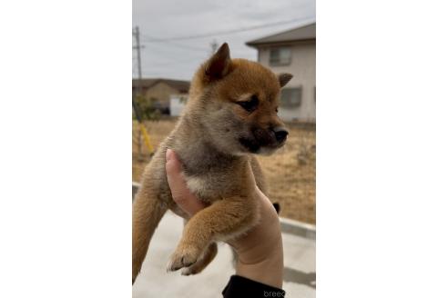 成約済の三重県の豆柴-370308の4枚目