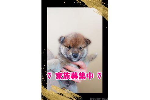 販売中の栃木県の柴犬-374277の1枚目