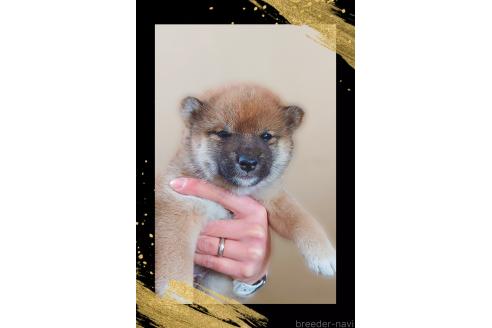 販売中の栃木県の柴犬-374278の6枚目