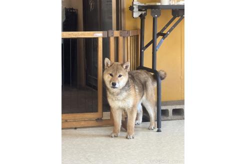 販売中の岡山県の柴犬-374479の8枚目