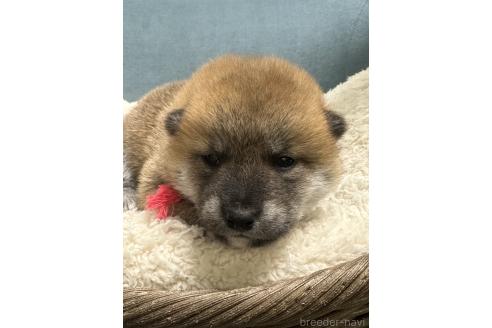 販売中の岡山県の柴犬-374874の3枚目