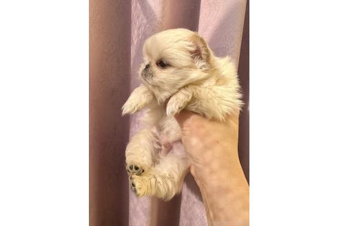 販売中の福島県のミックス犬-374787の4枚目