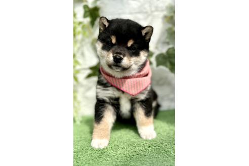 販売中の埼玉県の柴犬-370467の5枚目