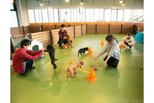 販売中の茨城県のミニチュアダックスフンド(ロングヘアード)-371215の2枚目