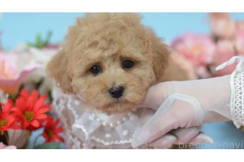 販売中の埼玉県のミックス犬-375209の12枚目