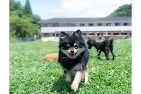 販売中の千葉県のポメラニアン-376325の2枚目