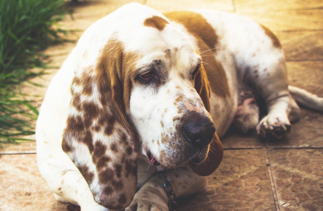 バセットハウンドの歴史とは フランスで生まれ世界中で愛された犬種 ブリーダーナビ