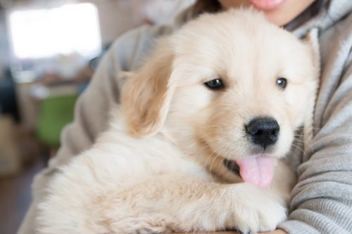 人気の可愛いミックス犬6選 種類 値段相場は ブリーダーナビ