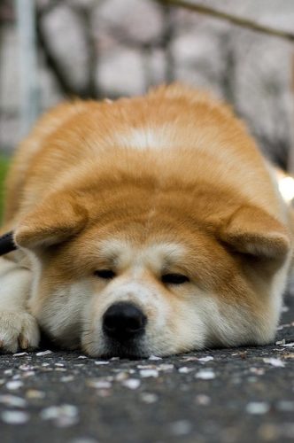 秋田犬にはどんな毛色がある 気になる被毛の特徴やカラーを紹介 ブリーダーナビ