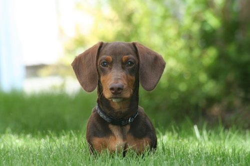 働く犬はどんなのがあるの 種類について解説 ブリーダーナビ