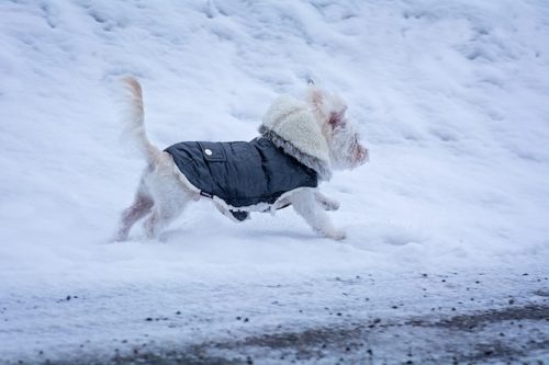 夏と冬 季節に応じて気を付けたいポイントとは マルチーズの飼い方 ページ 3 ブリーダーナビ