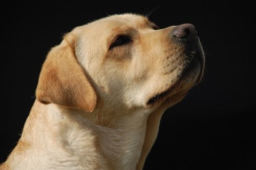 働く犬はどんなのがあるの 種類について解説 ブリーダーナビ