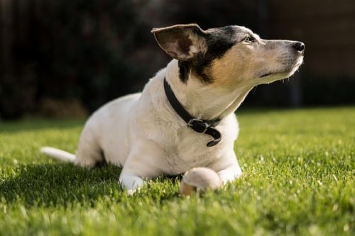 犬の嫌いな匂いって 鋭い嗅覚はしつけにも活用できる ブリーダーナビ