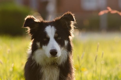 ボーダーコリーは飼育放棄が多い 里親を募集する rn についても ブリーダーナビ