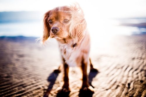 紫外線のリスクから愛犬を守ろう サングラスやサマーカットの効果は ブリーダーナビ