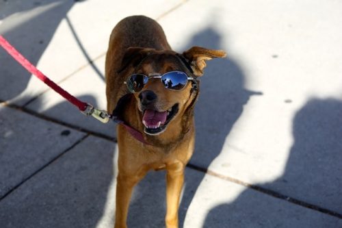 紫外線のリスクから愛犬を守ろう サングラスやサマーカットの効果は ブリーダーナビ