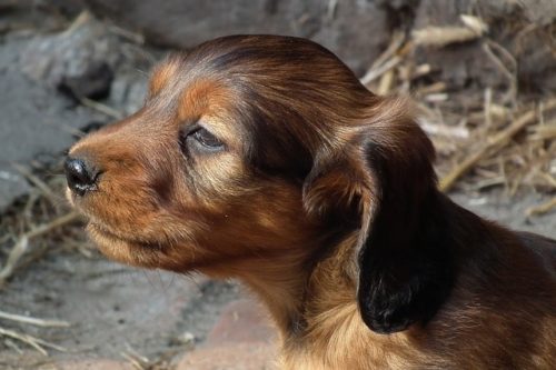 カニンヘンダックスフンドの性格は 飼いやすい犬種 ブリーダーナビ