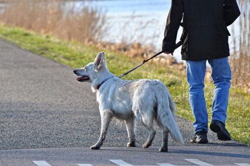 室内犬の散歩後の足の洗い方は 汚れ対策について ブリーダーナビ