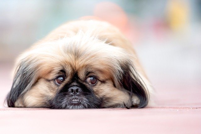数ある犬種の中でも比較的丈夫なペキニーズが気を付けるべき病気は ブリーダーナビ