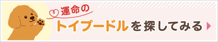 【2020年最新版】トイプードルの値段相場は？毛色や性別による ...