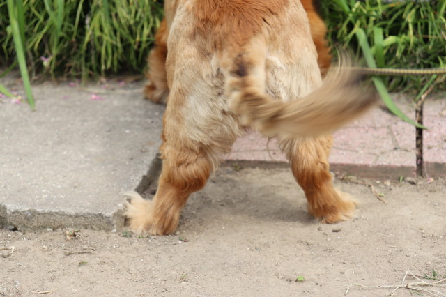 犬が自分のしっぽを追いかける3つの理由 ブリーダーナビ