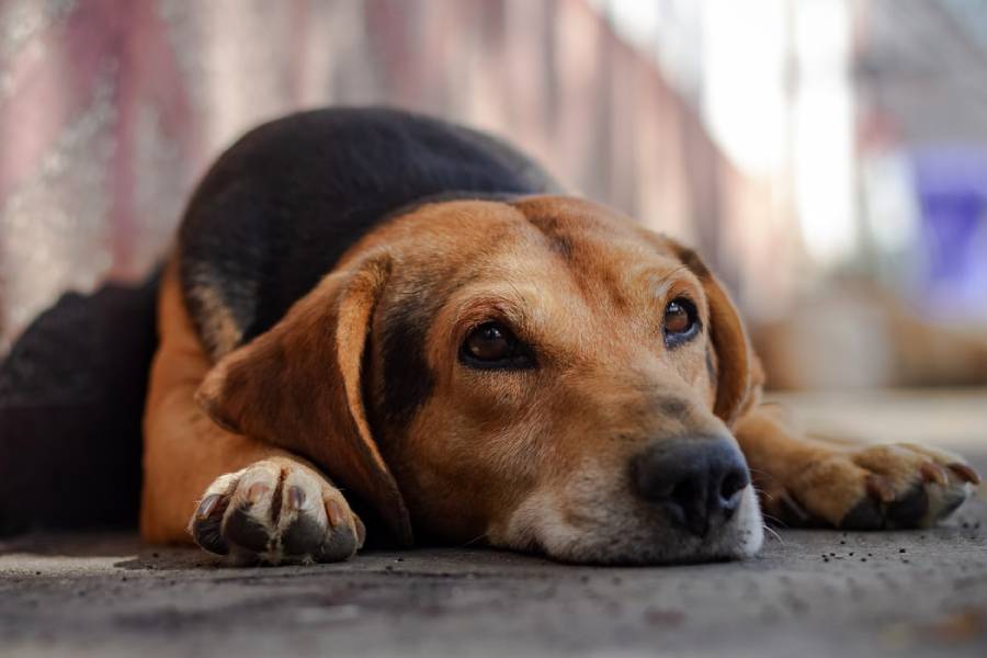 犬が あご乗せ しているときの気持ち５選 ブリーダーナビ