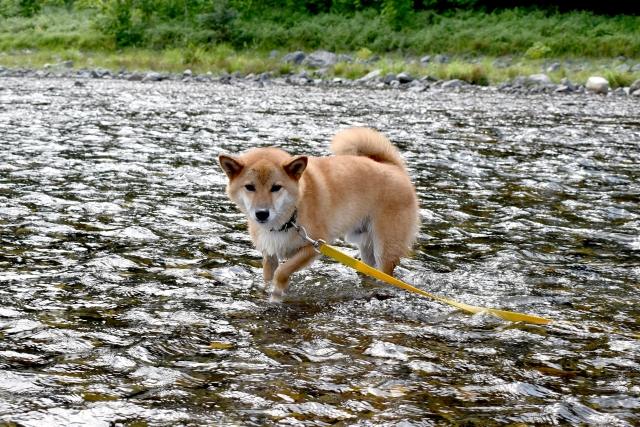 海 愛犬の水遊び 必需品と注意点をチェックしよう プール ブリーダーナビ