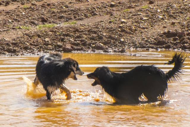 愛犬は泥んこになったことある アンケート結果発表 ブリナビ調査隊 ブリーダーナビ