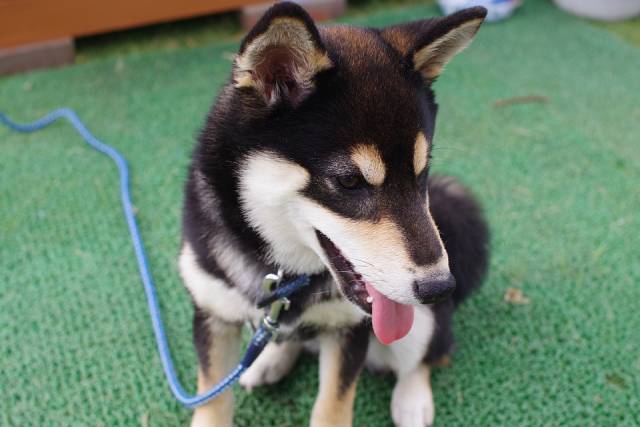 長生きする犬種5選と平均寿命 飼い主アンケート結果発表も ブリーダーナビ