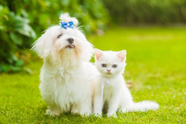 マルチーズの性格は 飼いにくい ブリーダーナビ