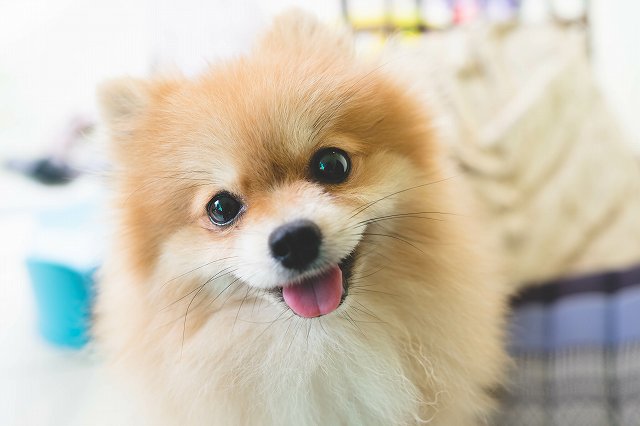 初心者向けポメラニアンの飼い方 ブリーダーナビ