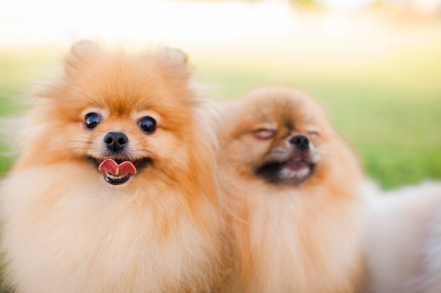 初心者向けポメラニアンの飼い方 ブリーダーナビ