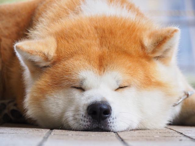 モフモフな秋田犬】飼い主が大好きすぎる‼日本犬唯一の大型わんこ達の