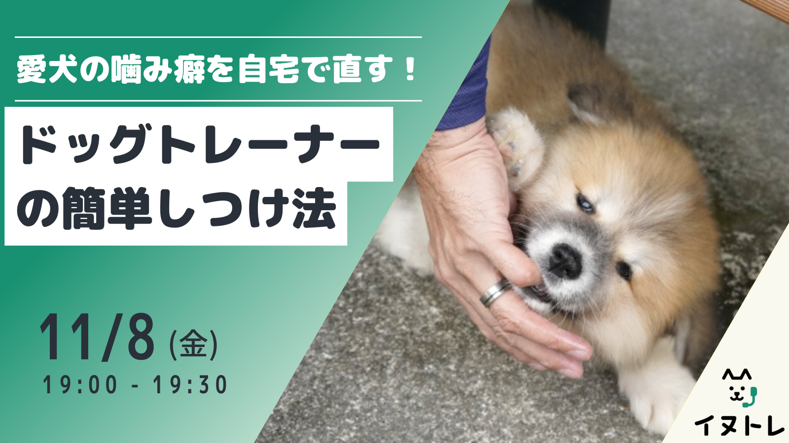 【参加無料　11/8（金）開催】愛犬の噛み癖を自宅で直す！オンラインセミナー【ドッグトレーナーの簡単しつけ法】