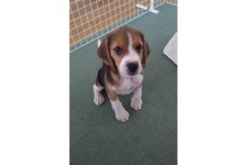 ナツメの写真1枚目