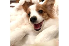 ハルの写真1枚目