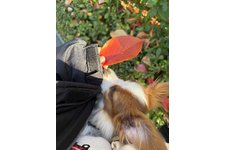 ハルの写真2枚目