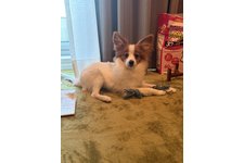 ハルの写真3枚目