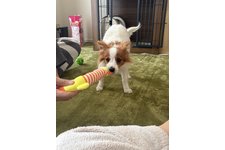 ハルの写真4枚目