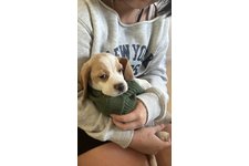 レノンの写真1枚目