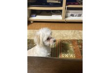 トトの写真1枚目